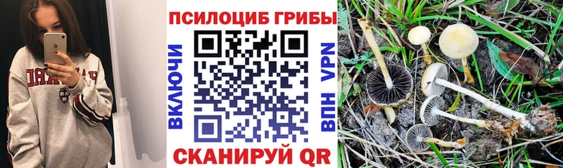 Псилоцибиновые грибы мицелий купить наркоту Ливны